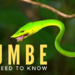 Agumbe Agumbe