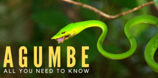 Agumbe Agumbe