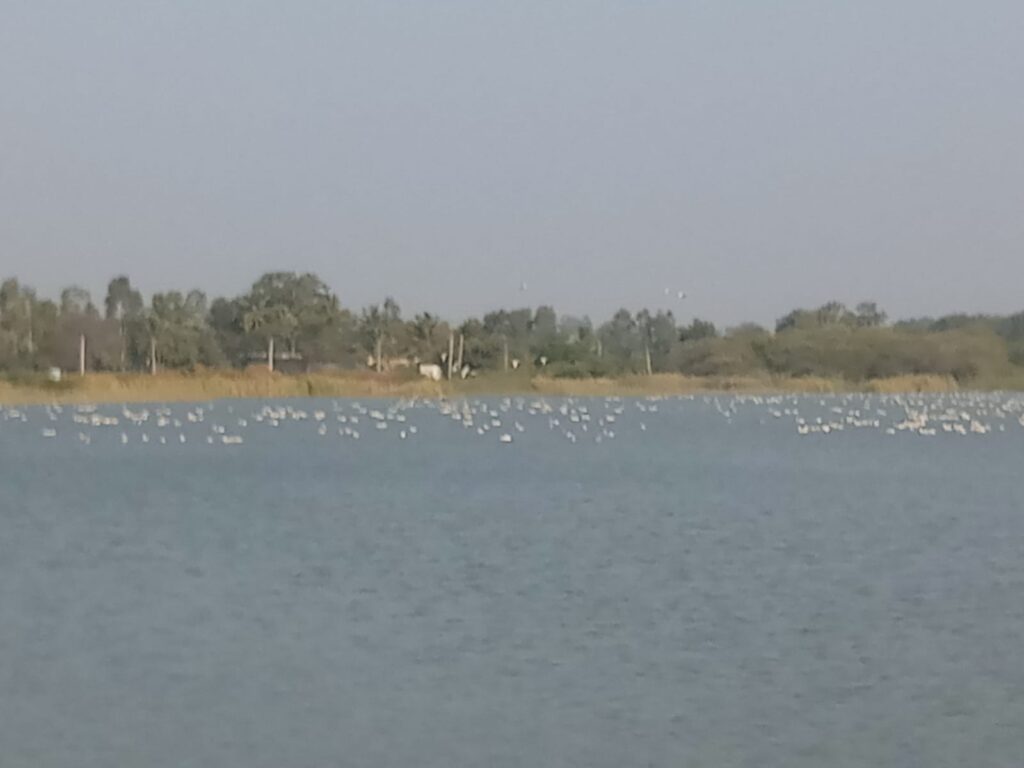Foreign birds chirping in Magadi village of Shirahatti taluk in Gadag district.