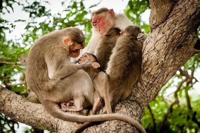 Bandipur National Park