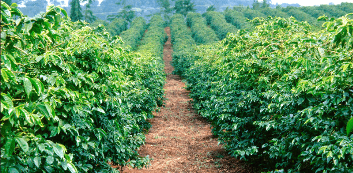 Coffee Plantations