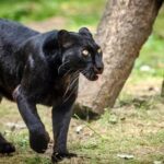 Dandeli: Where Nature Unfurls its Majesty Dandeli Wildlife Sanctuary