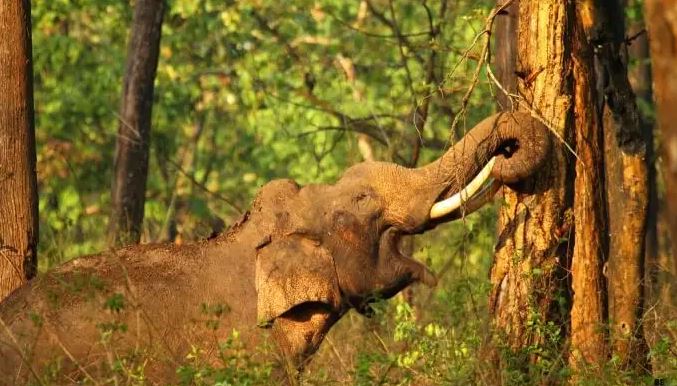 Nagarhole National Park