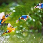 Karnataka Wonders: Unveiling 10 places to visit in 2024 Ranganathittu Bird Sanctuary