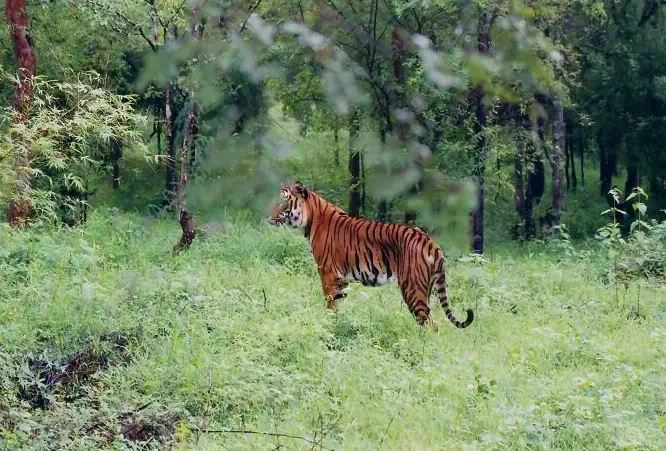 Shimoga