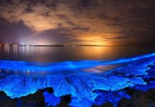 Bioluminescent Beaches in Karnataka Bioluminescent Beaches in Karnataka