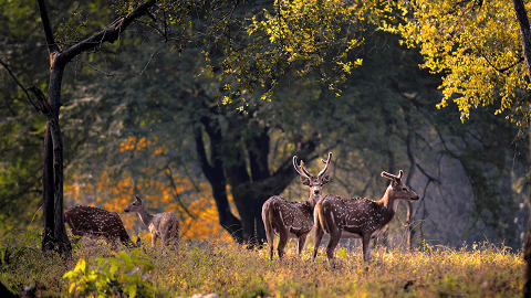 Kanha National Park, Mandla