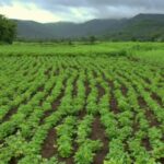 The Pradhan Mantri Kisan Samman Nidhi Scheme Pradhan Mantri Kisan Samman Nidhi Scheme
