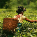 Assam’s Delight: 10 Must-Visit Tourist Destinations Sivasagar