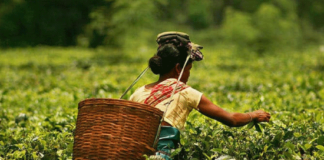 Assam’s Delight: 10 Must-Visit Tourist Destinations Sivasagar
