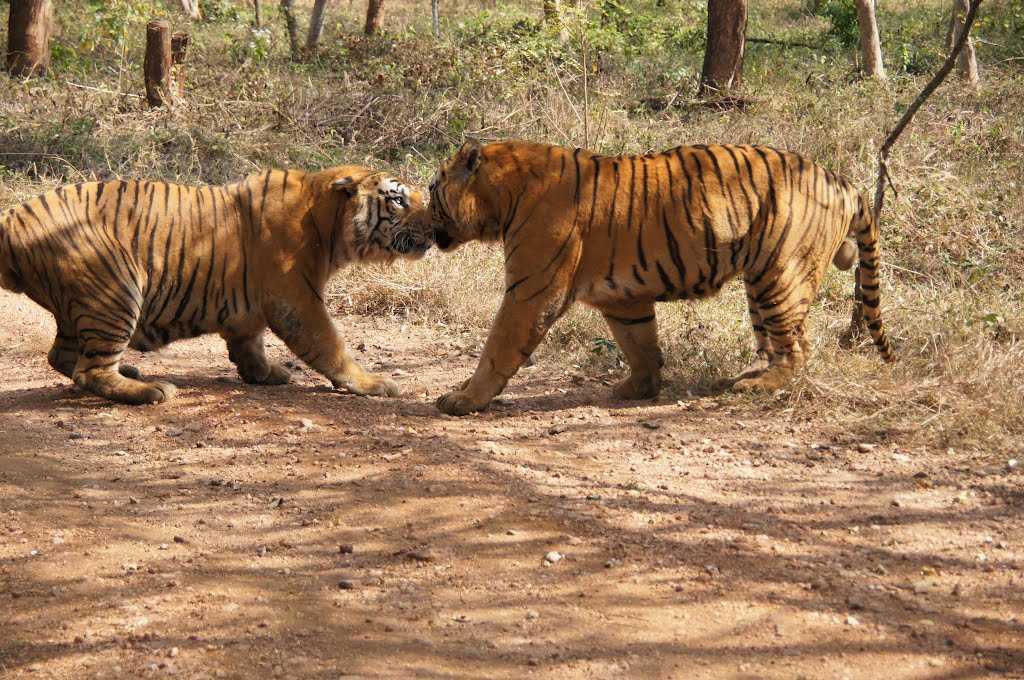 Tyavarekoppa Lion & Tiger Safari