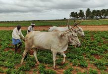 ಕರ್ನಾಟಕ ರೈತ ಸಮೃದ್ಧಿ ಯೋಜನೆ – Karnataka Raitha Samruddhi Yojane Karnataka Raitha Samruddhi Yojane