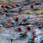 Top 18 Most Biodiverse Countries on Earth: Nature’s Richest Realms peru