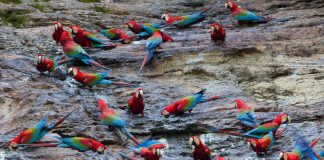 Top 18 Most Biodiverse Countries on Earth: Nature’s Richest Realms peru